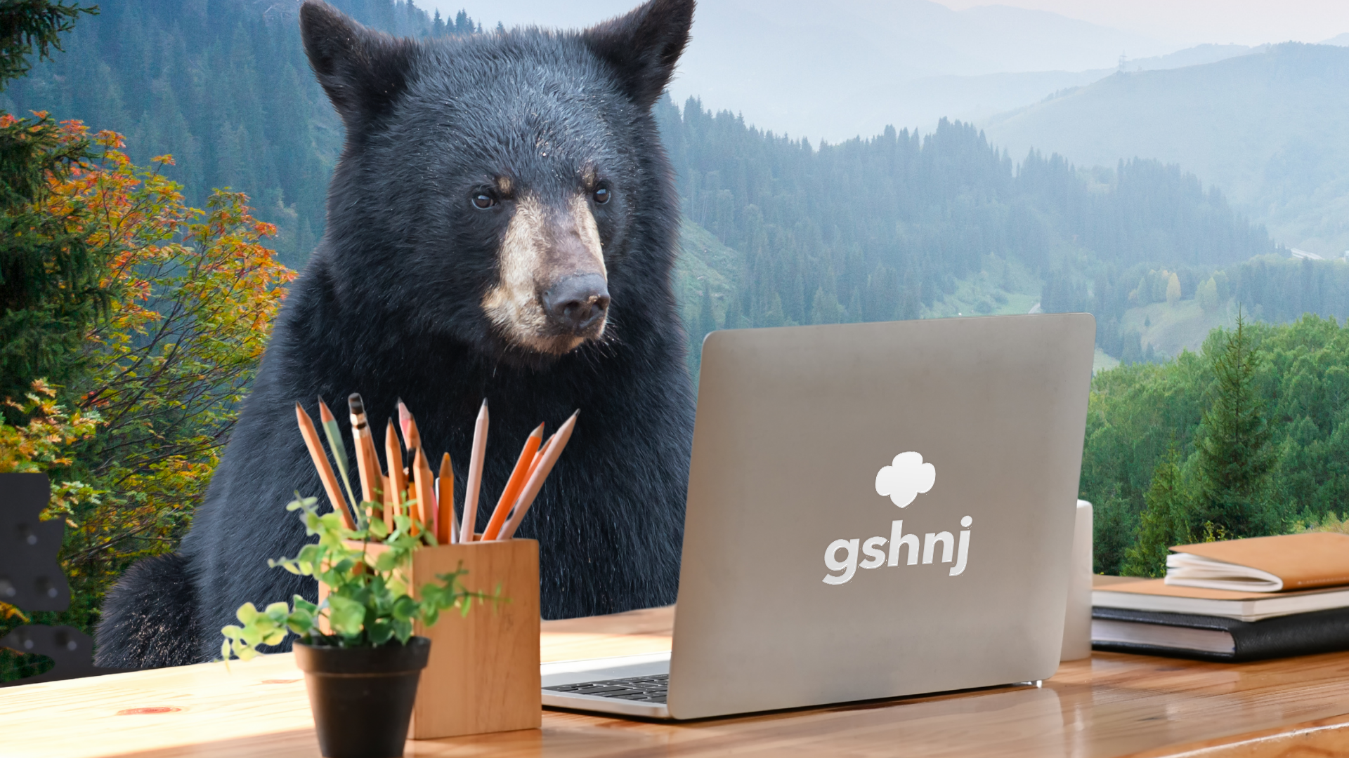 bear sitting at laptop computer