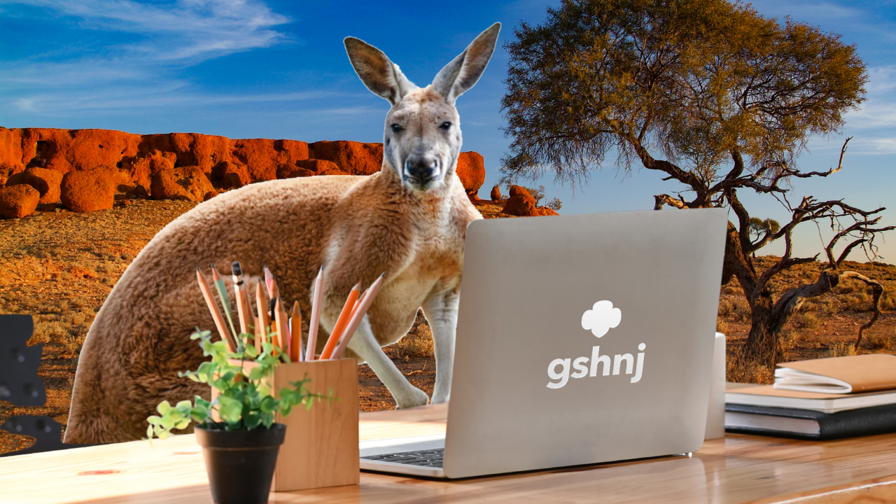 kangaroo sitting at laptop computer